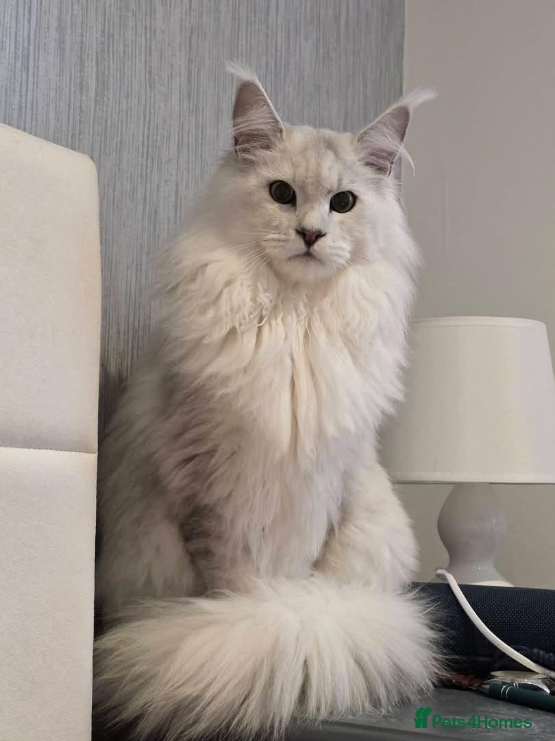 Maine Coon cats Tica premium Maine coon kittens from £850 - Advert 2