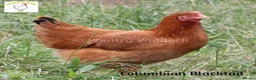 Hens poultry for sale: Laying Hens - Point of Lay - lots of colours - Advert 5