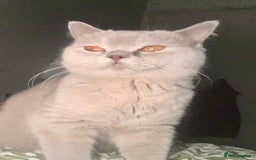 British Shorthair cats for sale: British Short hair Kittens - Image 10