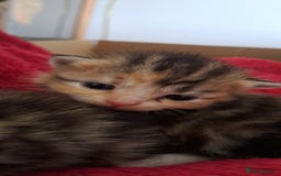 Scottish Fold cats for sale: Beautiful kittens ready for forever loving homes  - Image 13