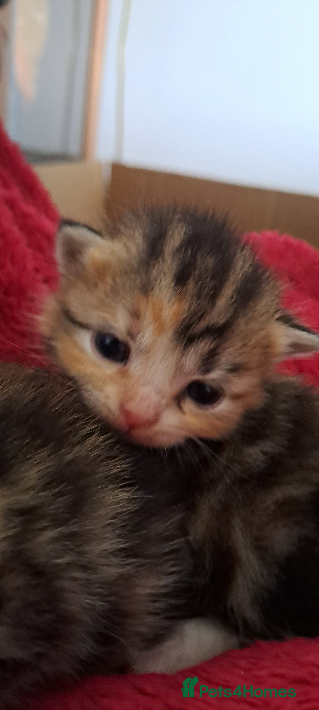 Scottish Fold cats for sale: Beautiful kittens ready for forever loving homes  - Image 13