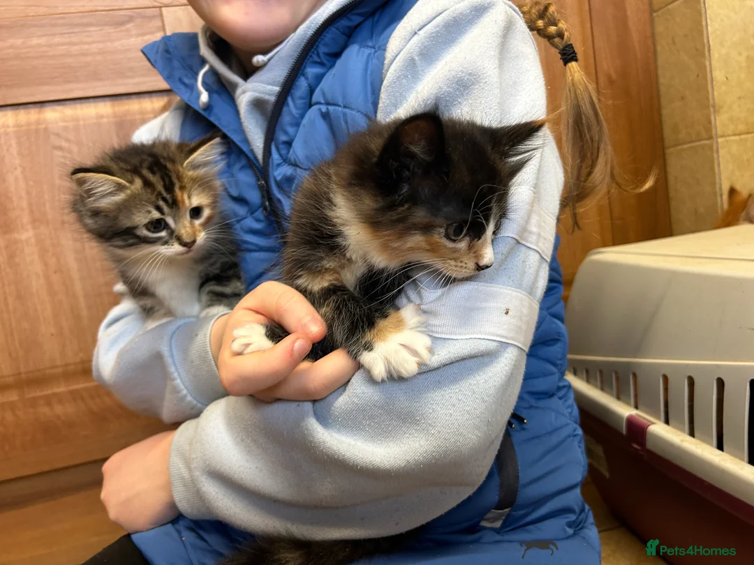 Mixed Breed cats for sale: Beautiful long haired kittens  - Advert 2