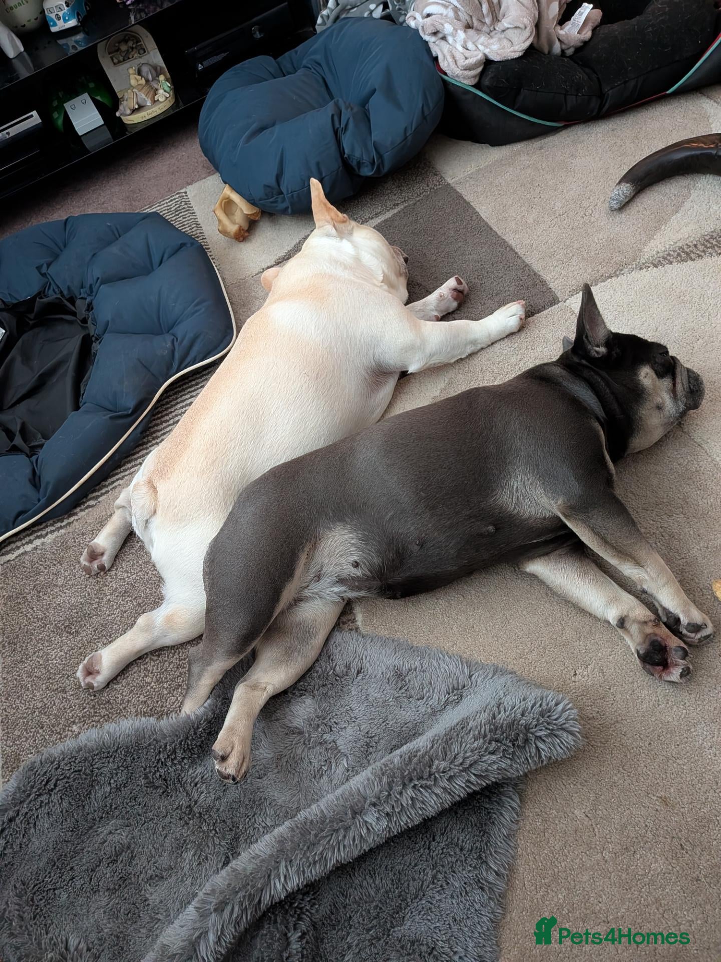 French Bulldog dogs Male and female french bulldogs  - Advert 1
