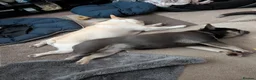 French Bulldog dogs for sale: Male and female french bulldogs  in Bo'ness - Advert 1