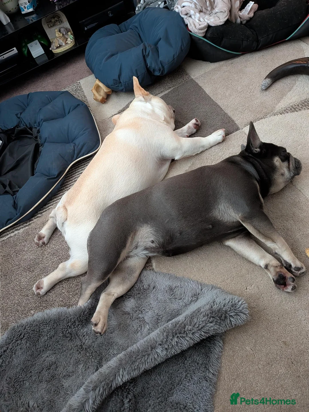 French Bulldog dogs for sale: Male and female french bulldogs  in Bo'ness - Advert 1