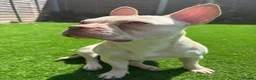 French Bulldog dogs for sale: Honey French bulldog  in Gravesend - Advert 5