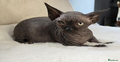 Sphynx cats in Colchester - Advert 14