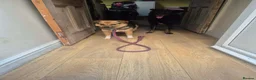 Mixed Breed dogs for adoption: Mandy - Dereham Norfolk  in Dereham - Advert 3