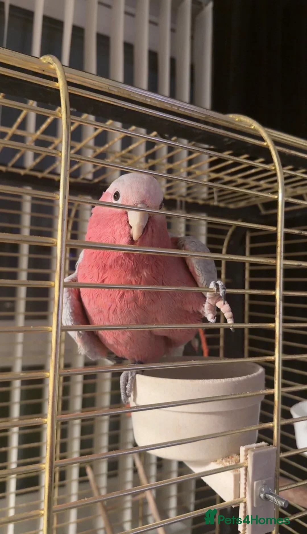 Cockatoo birds for sale: Male galah cockatoo (hand reared with certificate) - Advert 2