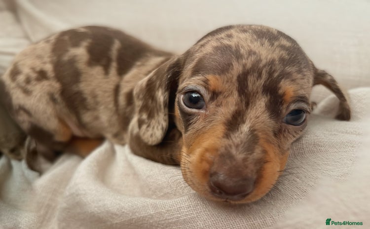 Miniature Dachshund dogs - Advert 4