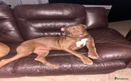 American Bull Staffy dogs for sale: American staffy - Image 5