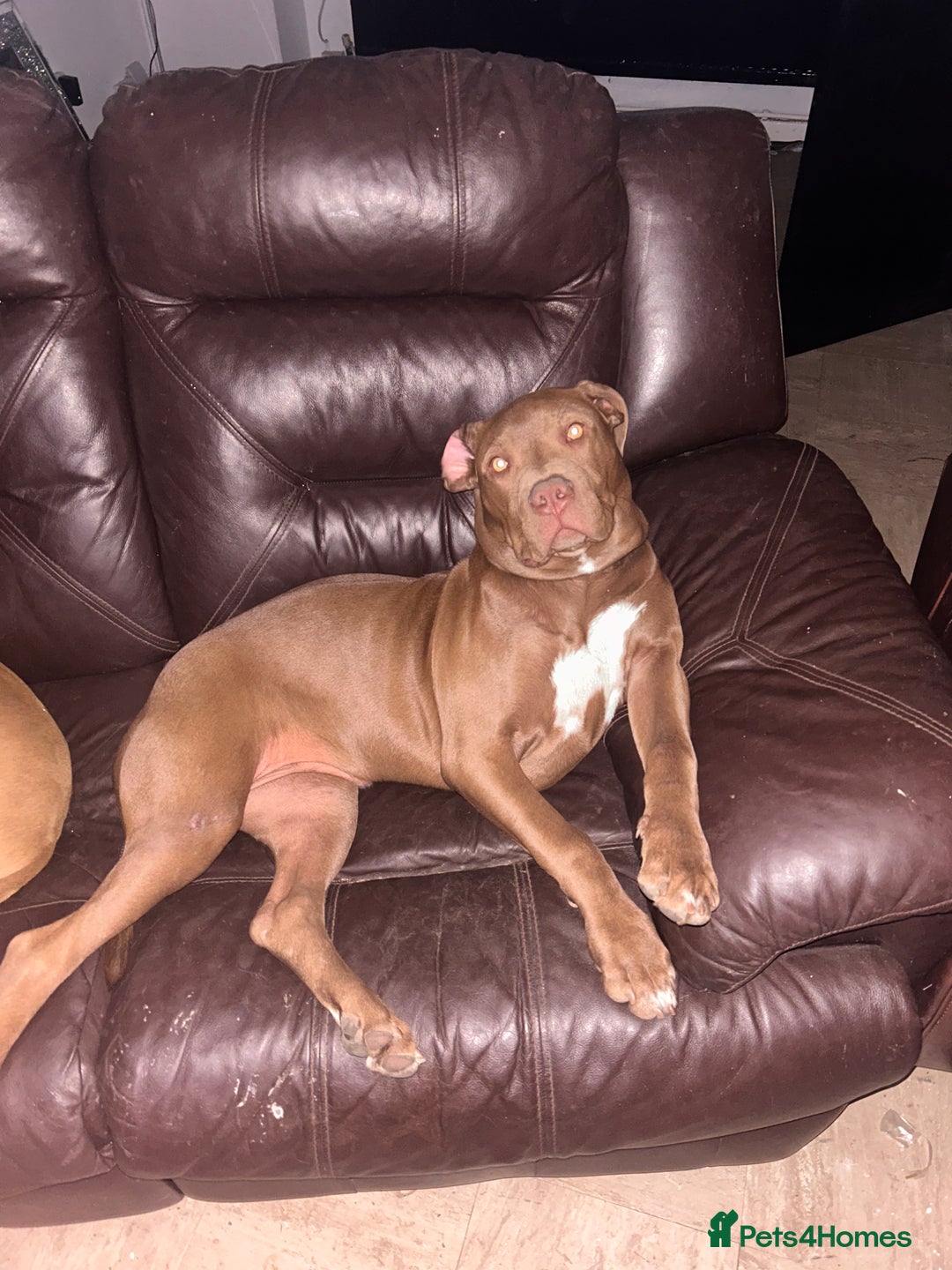 American Bull Staffy dogs for sale: American staffy - Image 5