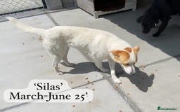 Mixed Breed dogs for adoption: Silas. 4 yrs approx. Available for adoption. in Brixham - Image 22