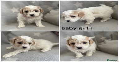 Mixed Breed dogs - Advert 8