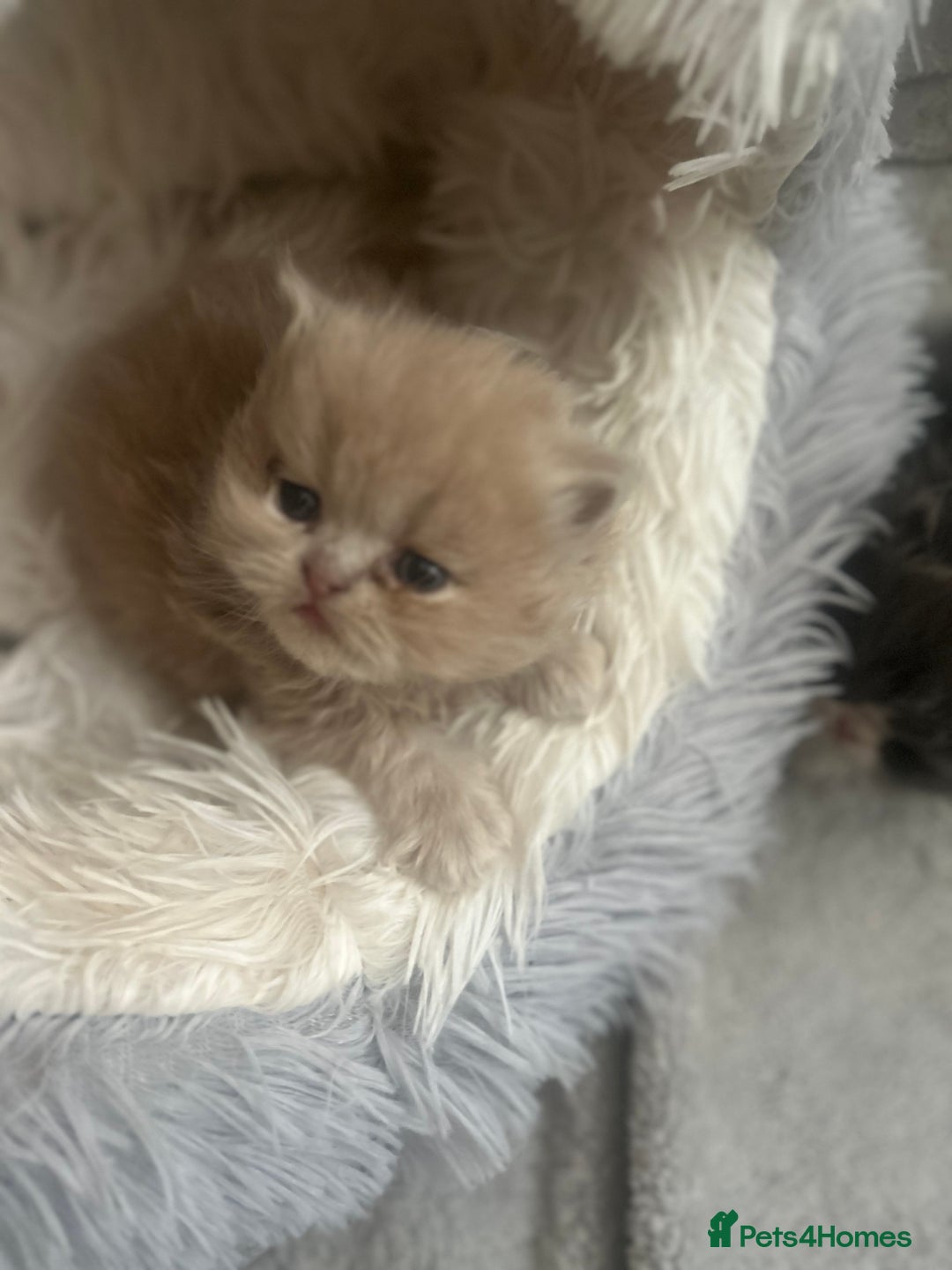 Persian cats for sale:  ** ✨READY  **  EVE 2x beautiful Persians✨ **   - Advert 4