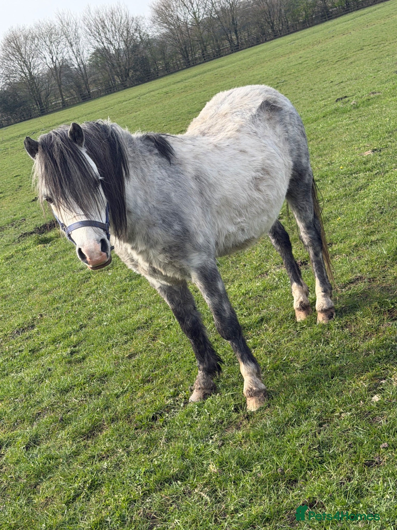 Welsh Section A horses Welsh A stallion  - Advert 1