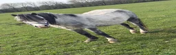 Welsh Section A horses for sale: Welsh A stallion  in Ashbourne - Advert 1