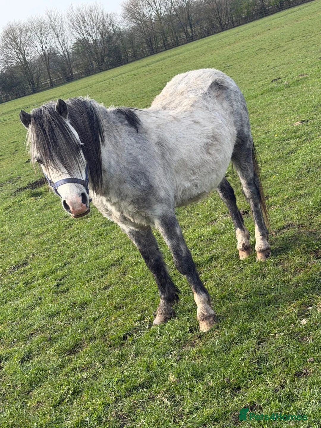 Welsh Section A horses for sale: Welsh A stallion  in Ashbourne - Advert 1