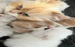 Ragdoll cats for sale: Ragdoll x Persian kittens  - Image 12