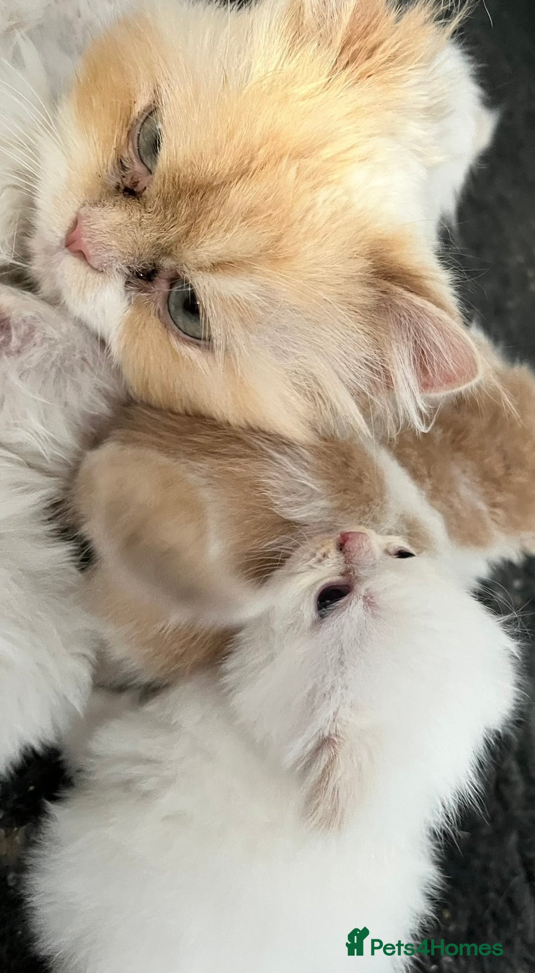 Ragdoll cats for sale: Ragdoll x Persian kittens  - Image 12