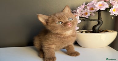 British Shorthair cats British shorthair kittens  - Advert 3