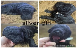 Labradoodle dogs for sale: Labradoodle muti gen f1bb - Image 8