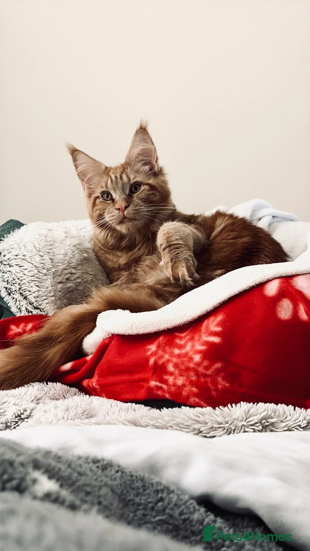 Maine Coon cats for sale: Adorable Maine Coon Looking for a Loving Home - Advert 6