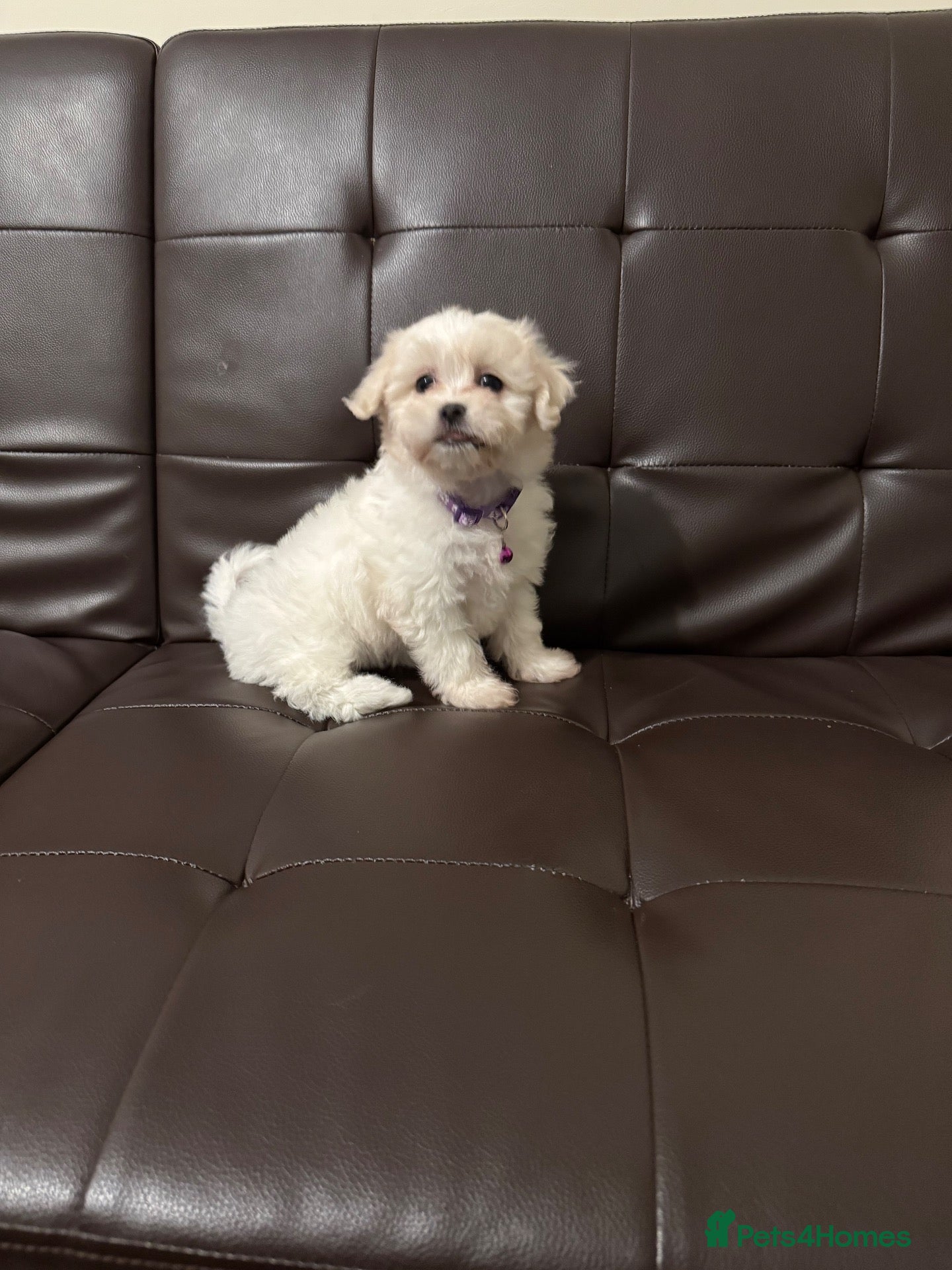 Maltese dogs My little girl - Advert 1