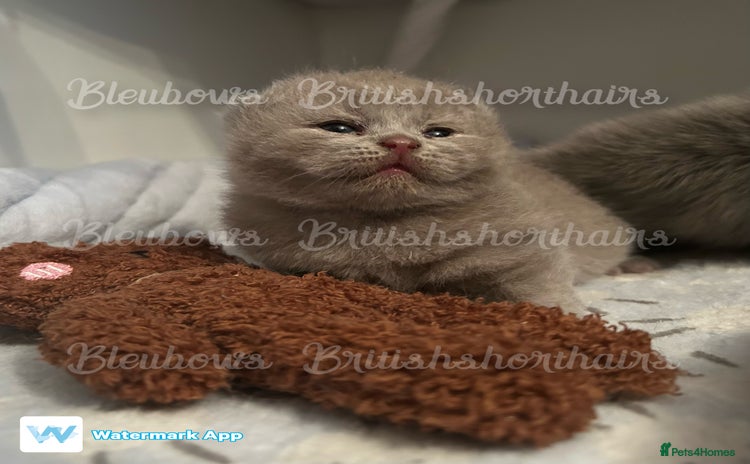 British Shorthair cats - Advert 1