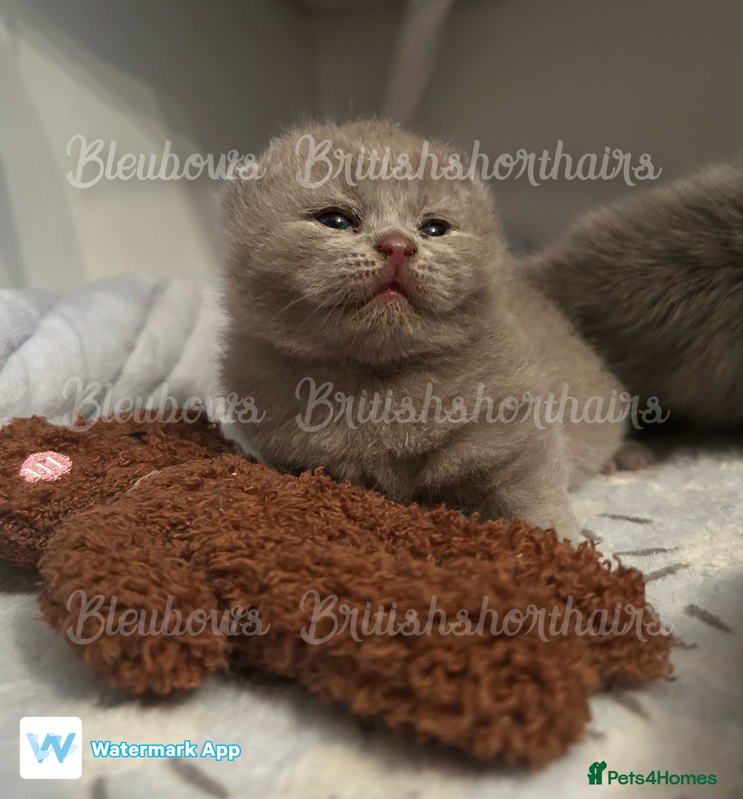 British Shorthair cats for sale: Gccf Bsh Lilac Babies - Image 1