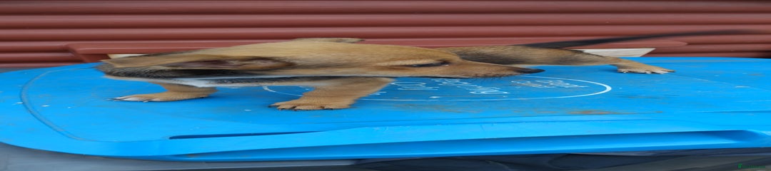 Mixed Breed Puppy 2
