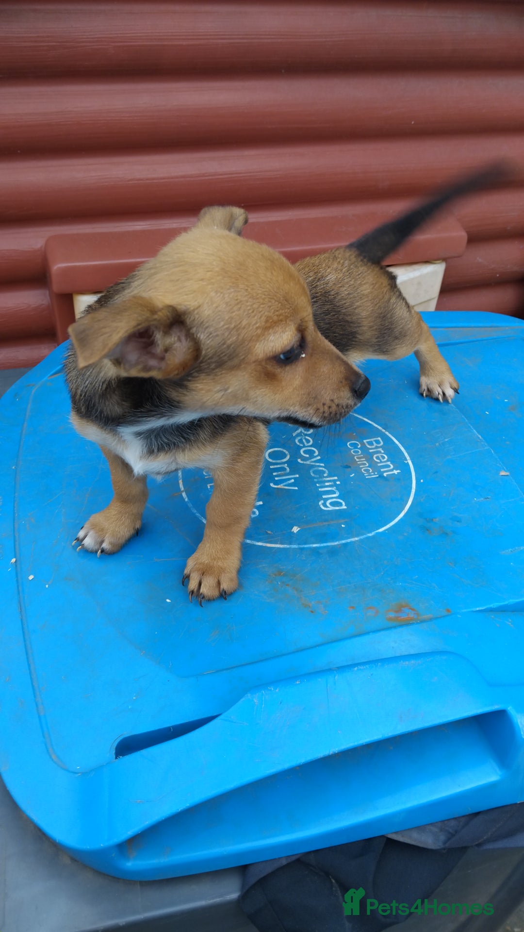 Mixed Breed dogs for sale: 5 beautiful jackchi puppies - Image 2