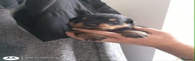 Rottweiler 4