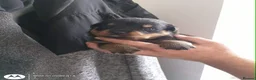 Rottweiler dogs for sale: Beautiful Rottweiler puppy’s  in Weston-super-Mare - Advert 6