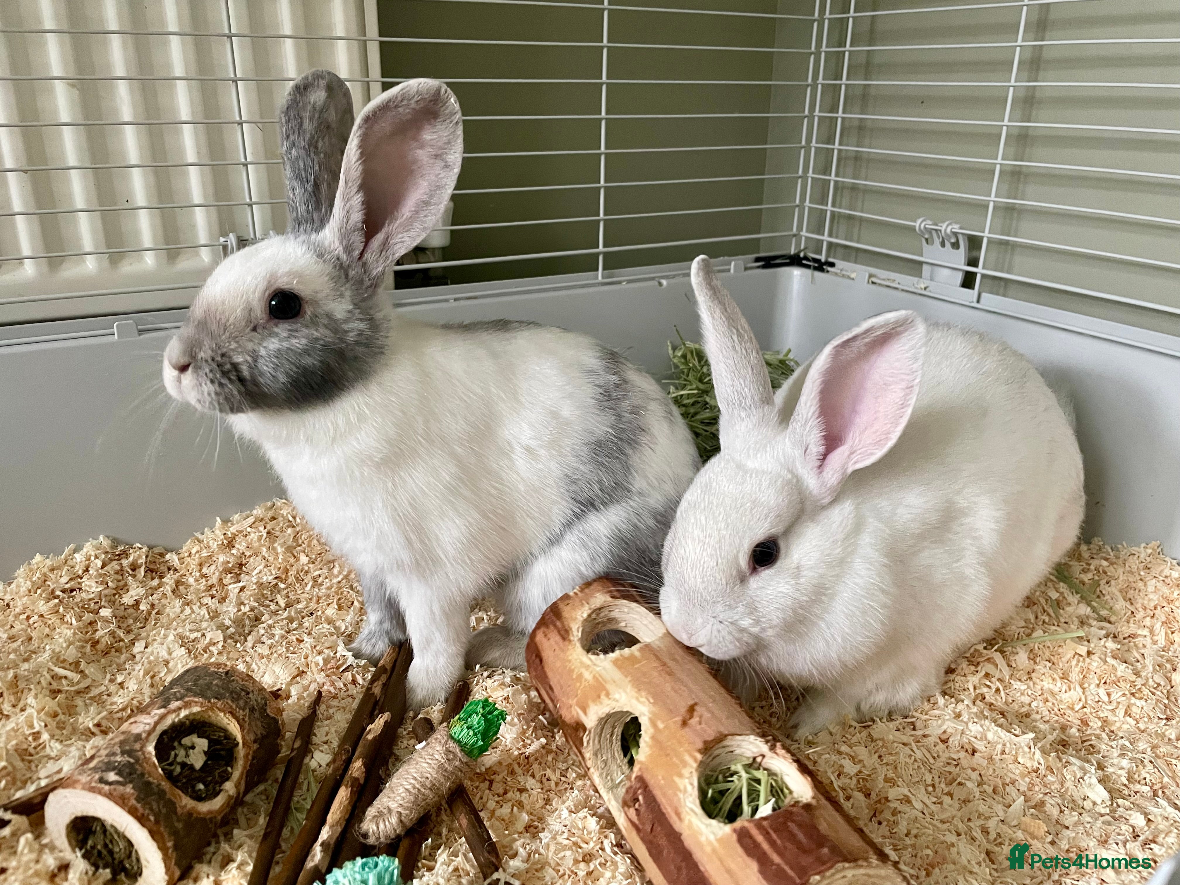 Mixed Breed rabbits 2 female rabbits complete with cage set up - Advert 1