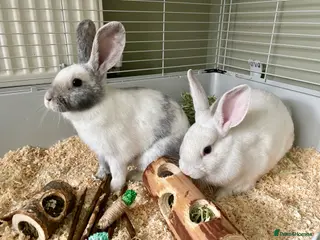 Mixed Breed rabbits 2 female rabbits complete with cage set up - Advert 2