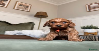 Cavapoo dogs - Advert 6