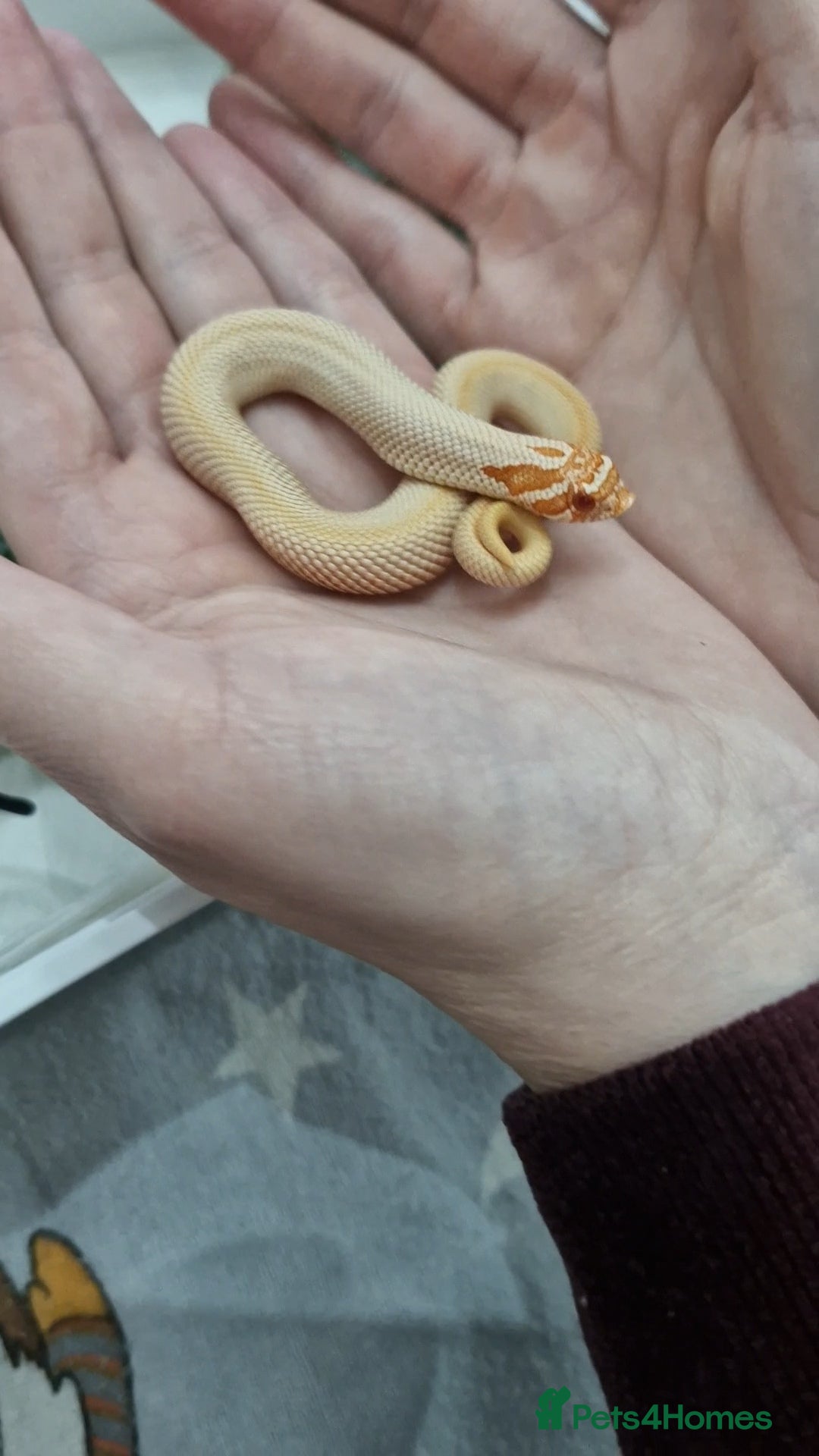 Snake reptiles  Albino superconda hognose - Advert 4