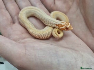 Snake reptiles Albino superconda hognose - Advert 1