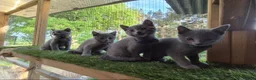 Russian Blue cats for sale: Russian Blue Kittens Loving Homes Only TICA Reg - Advert 6