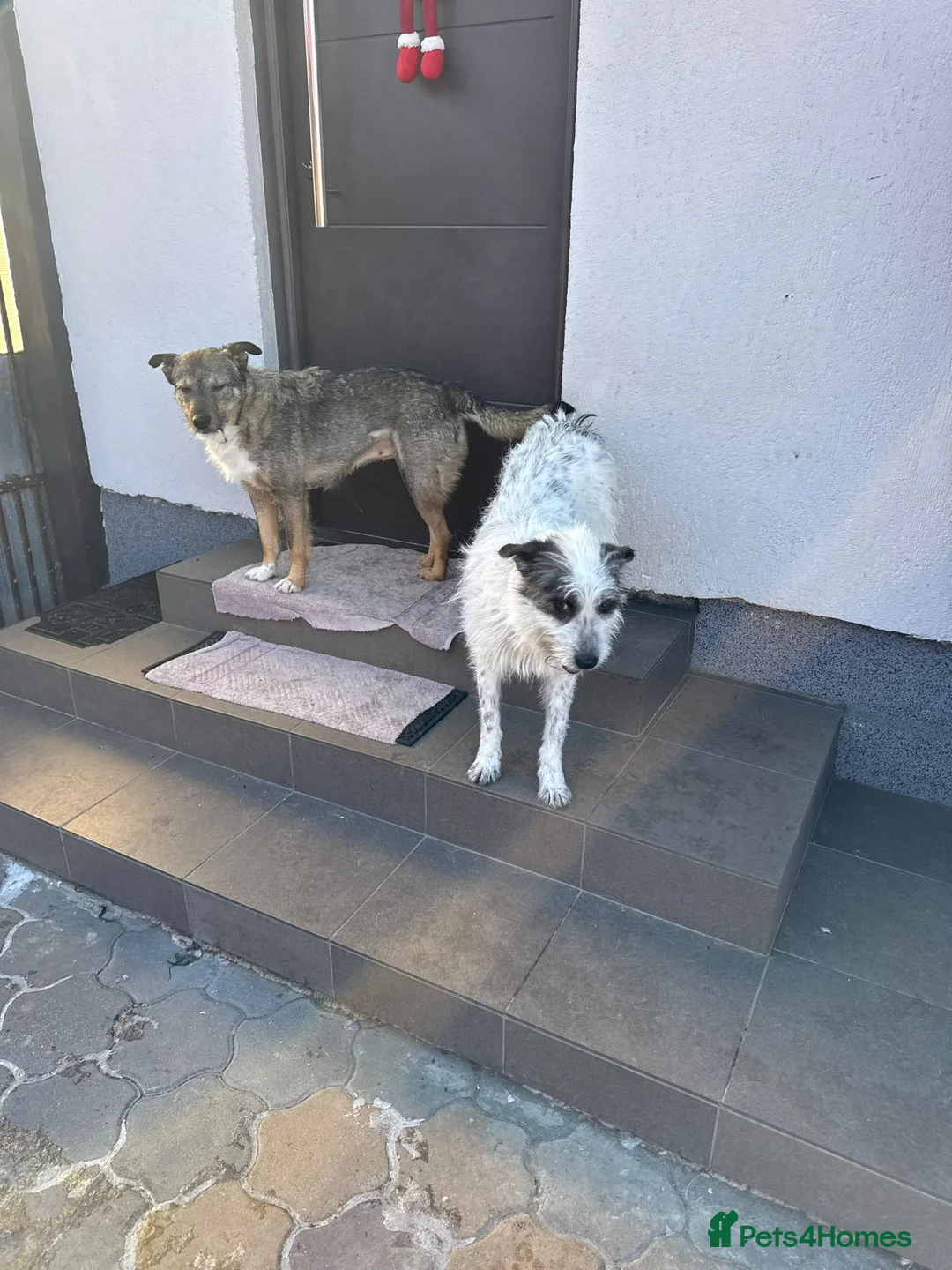 Mixed Breed dogs for adoption: 🐾MIRA🐾, a beautiful young girl for a Loving Home - Advert 40