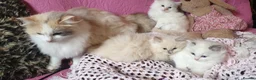 Ragdoll cats for sale: 💖Beautiful GCCF Registered Ragdoll Kittens. - Advert 33