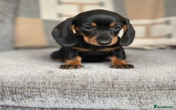 Miniature Dachshund dogs for sale: Beautiful Miniature Smooth Dachshund Puppies! - Image 4