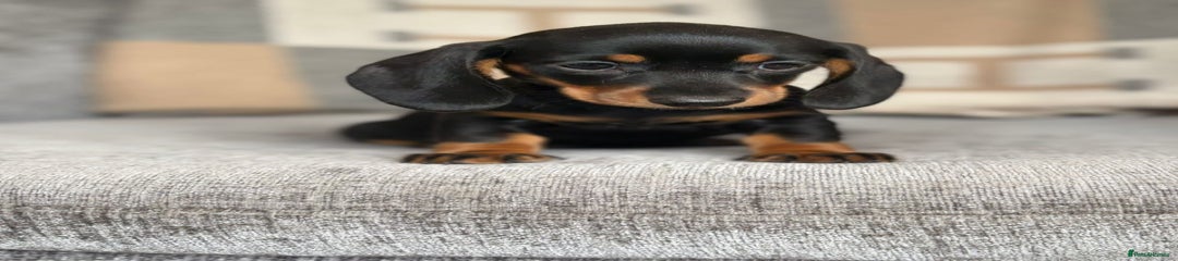 Miniature Dachshund Puppy 3