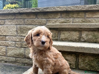 Cockapoo dogs - Advert 6