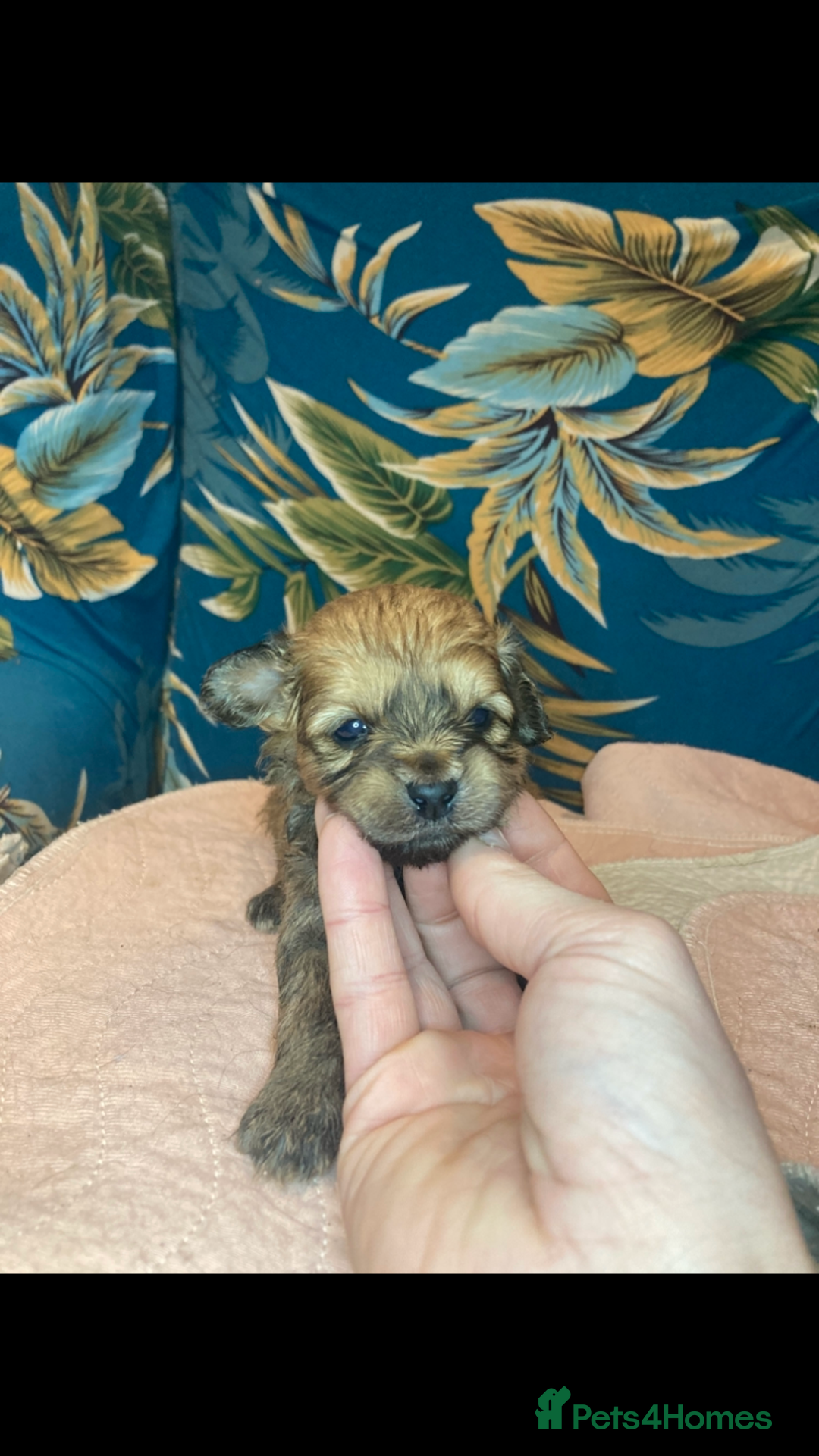 Shihpoo dogs for sale: Imperial Toy shihpoo puppies  - Image 14