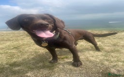 Cockerdor dogs for stud: Small Cockerdor For Stud  in Clitheroe - Image 1