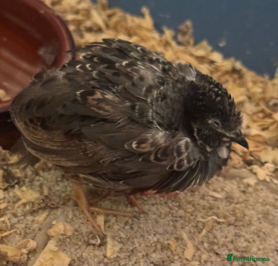 Quail poultry for sale: Beautiful button quail for sale - Advert 6
