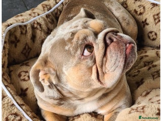 English Bulldog dogs ✨ Exceptional Bulldog Puppies Available ✨ - Advert 2