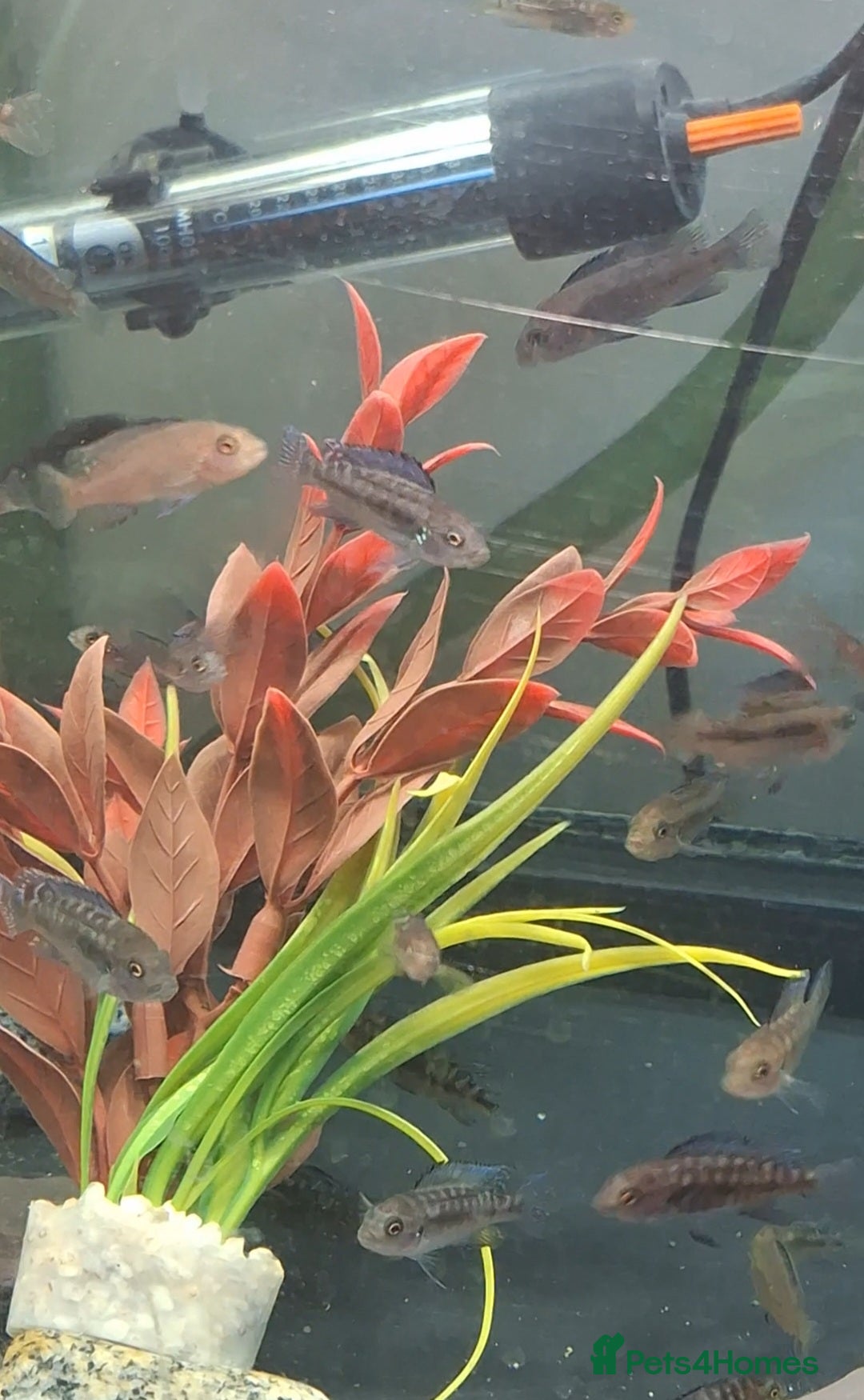 Cichlids fish for sale: Hybrid juvenile malawi cichlids  in Rushden - Image 4